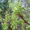 Oemleria cerasiformis P1D